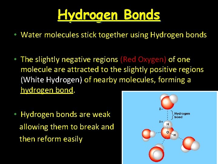 Hydrogen Bonds • Water molecules stick together using Hydrogen bonds • The slightly negative