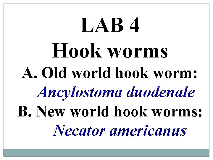 LAB 4 Hook worms A. Old world hook worm: Ancylostoma duodenale B. New world