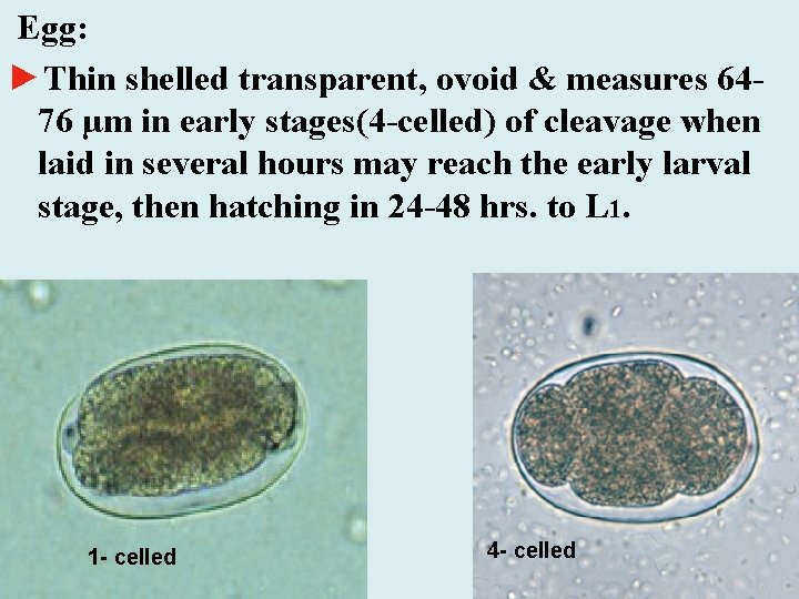 Egg: ►Thin shelled transparent, ovoid & measures 6476 µm in early stages(4 -celled) of