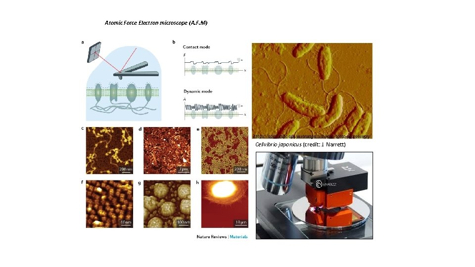 Atomic Force Electron microscope (A. F. M) Cellvibrio japonicus (credit: J. Narrett) 