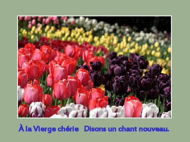 À la Vierge chérie Disons un chant nouveau. 