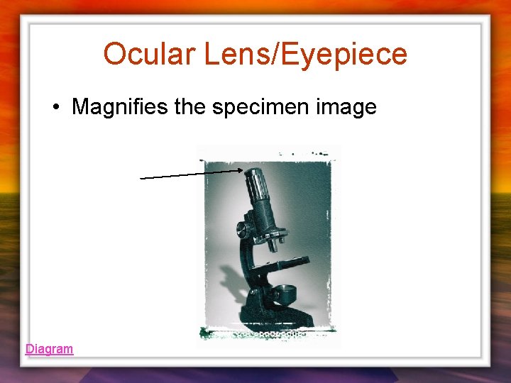 Ocular Lens/Eyepiece • Magnifies the specimen image Diagram 