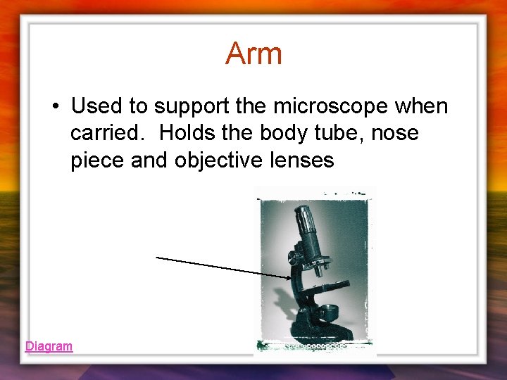 Arm • Used to support the microscope when carried. Holds the body tube, nose