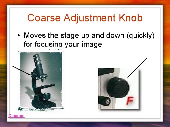 Coarse Adjustment Knob • Moves the stage up and down (quickly) for focusing your