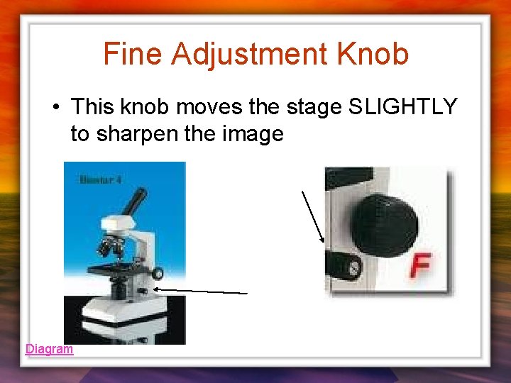 Fine Adjustment Knob • This knob moves the stage SLIGHTLY to sharpen the image