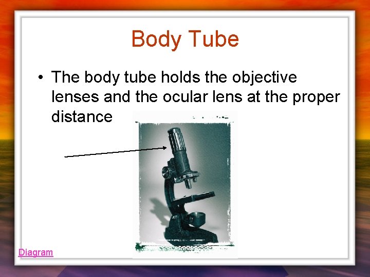 Body Tube • The body tube holds the objective lenses and the ocular lens