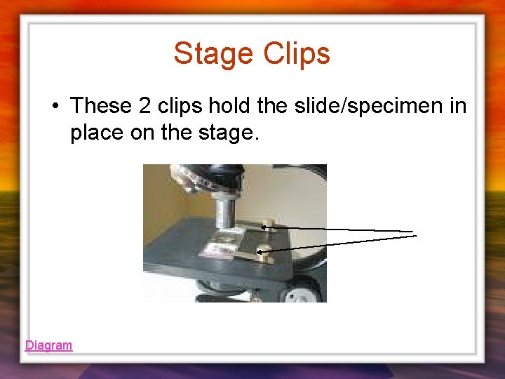 Stage Clips • These 2 clips hold the slide/specimen in place on the stage.