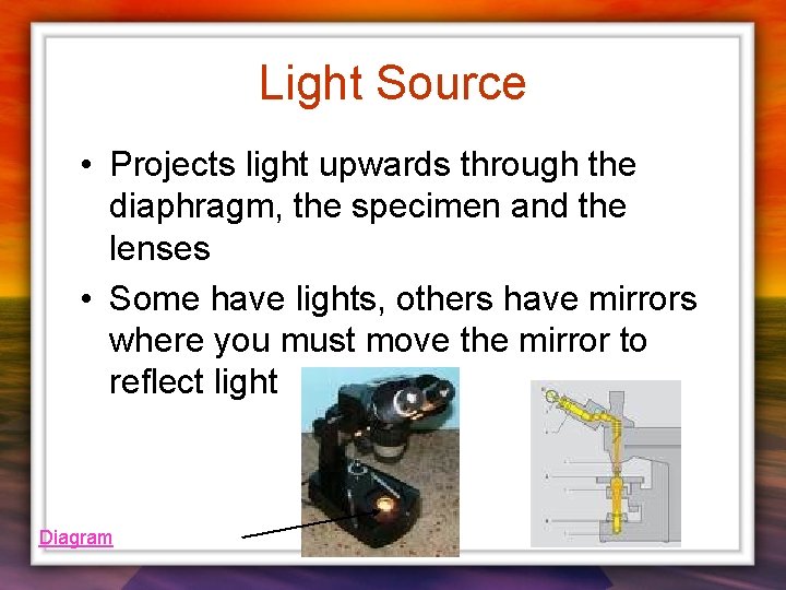 Light Source • Projects light upwards through the diaphragm, the specimen and the lenses