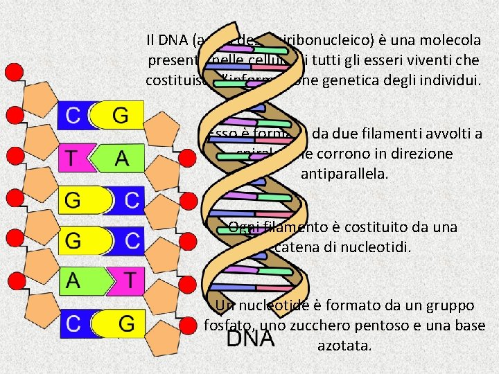 Il DNA (acido desossiribonucleico) è una molecola presente nelle cellule di tutti gli esseri