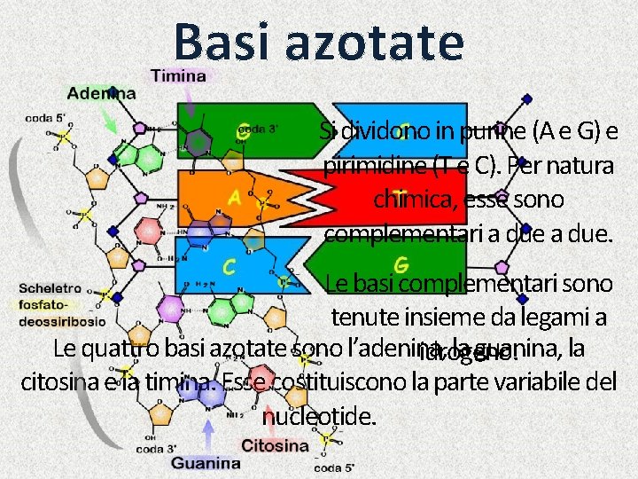 Basi azotate Si dividono in purine (A e G) e pirimidine (T e C).