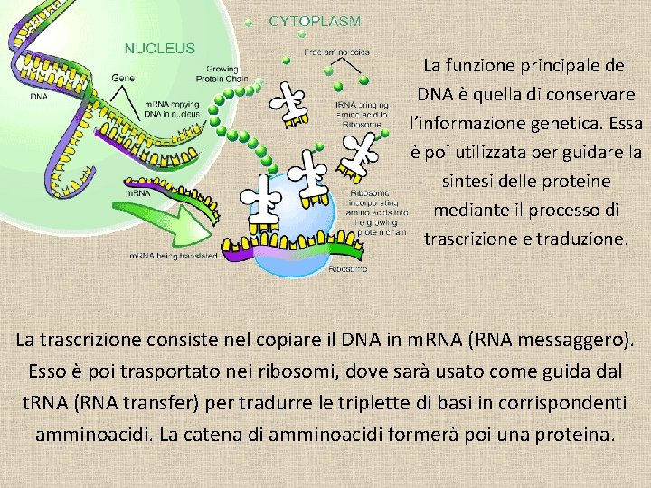La funzione principale del DNA è quella di conservare l’informazione genetica. Essa è poi