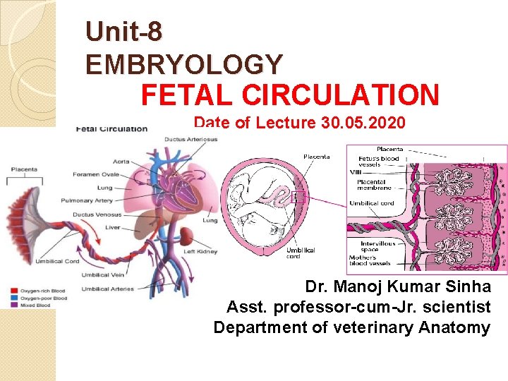 Unit-8 EMBRYOLOGY FETAL CIRCULATION Date of Lecture 30. 05. 2020 Dr. Manoj Kumar Sinha
