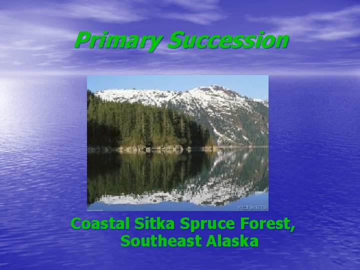 Primary Succession Coastal Sitka Spruce Forest, Southeast Alaska 