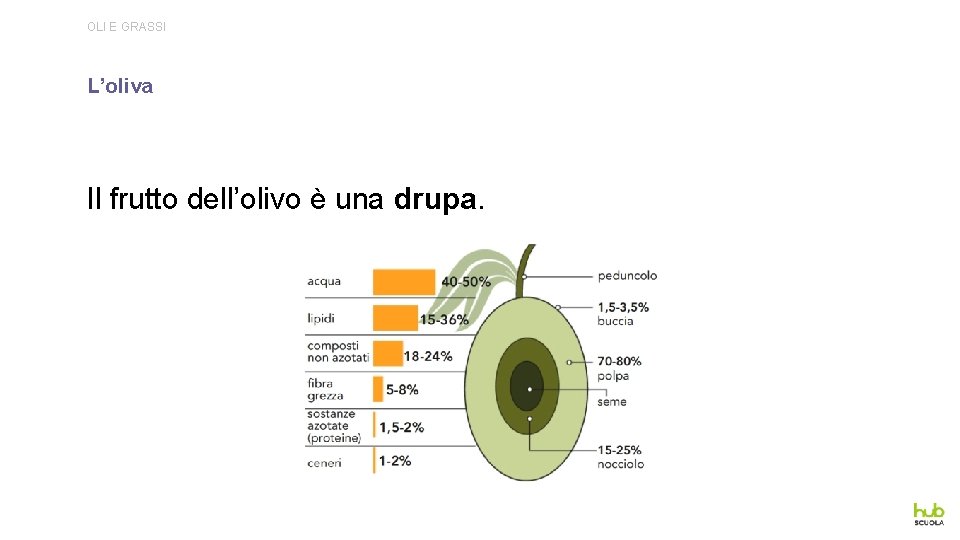 OLI E GRASSI L’oliva Il frutto dell’olivo è una drupa. 