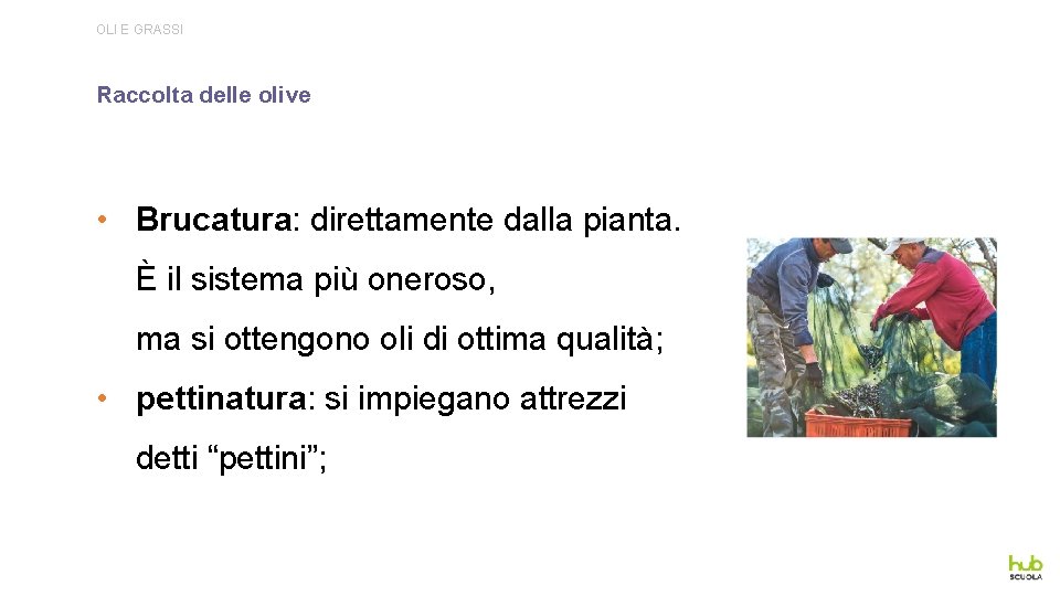 OLI E GRASSI Raccolta delle olive • Brucatura: direttamente dalla pianta. È il sistema