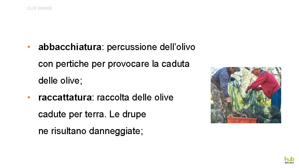 OLI E GRASSI • abbacchiatura: percussione dell’olivo con pertiche per provocare la caduta delle