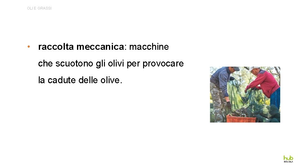 OLI E GRASSI • raccolta meccanica: macchine che scuotono gli olivi per provocare la