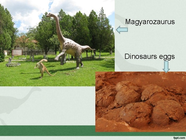 Magyarozaurus Dinosaurs eggs 