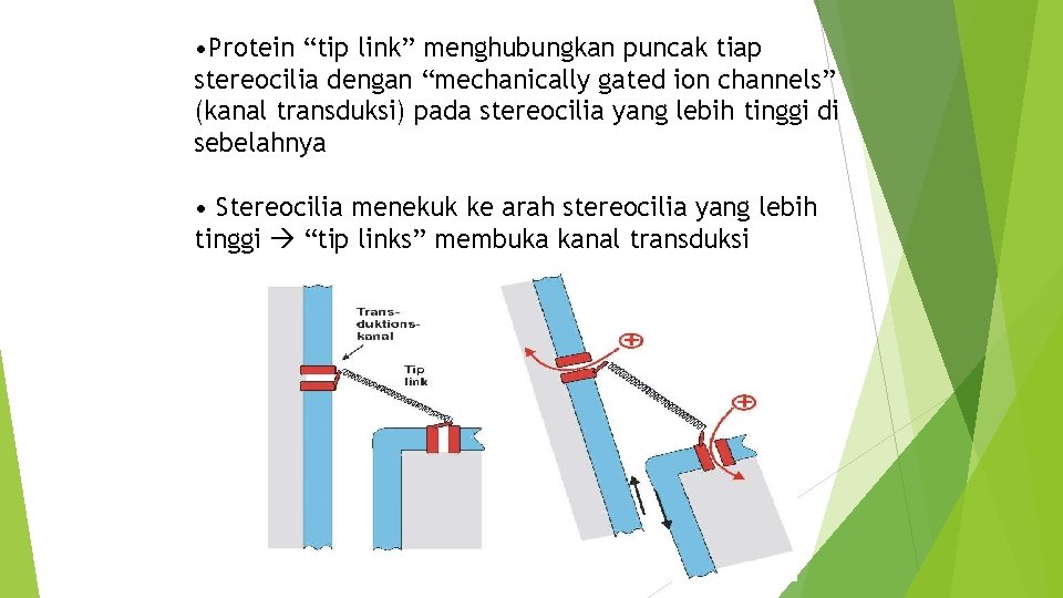  • Protein “tip link” menghubungkan puncak tiap stereocilia dengan “mechanically gated ion channels”