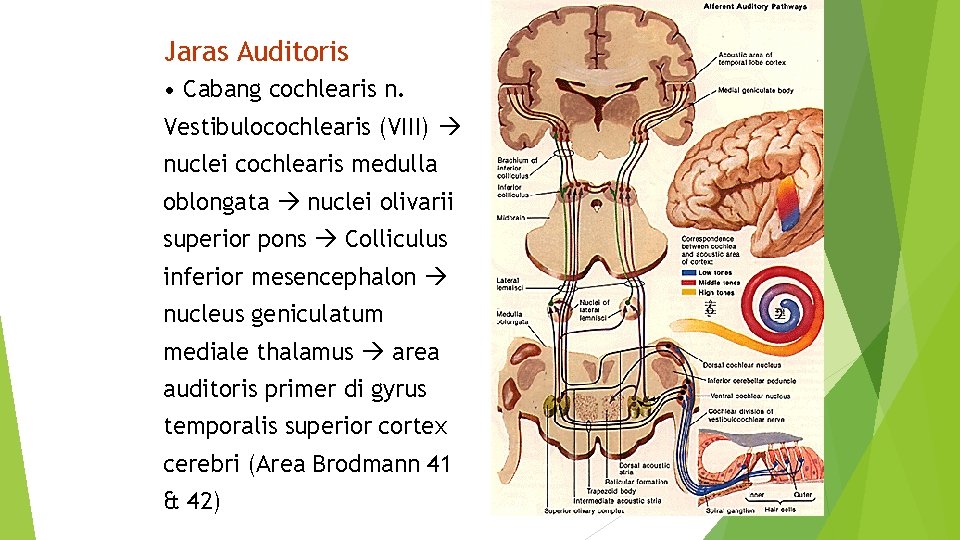 Jaras Auditoris • Cabang cochlearis n. Vestibulocochlearis (VIII) nuclei cochlearis medulla oblongata nuclei olivarii