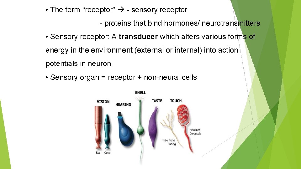  • The term “receptor” - sensory receptor - proteins that bind hormones/ neurotransmitters