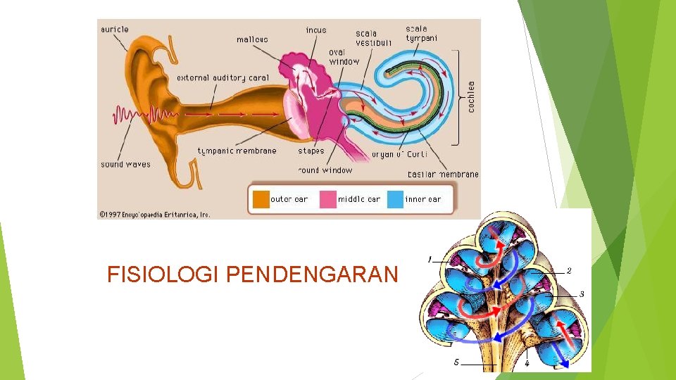 FISIOLOGI PENDENGARAN 