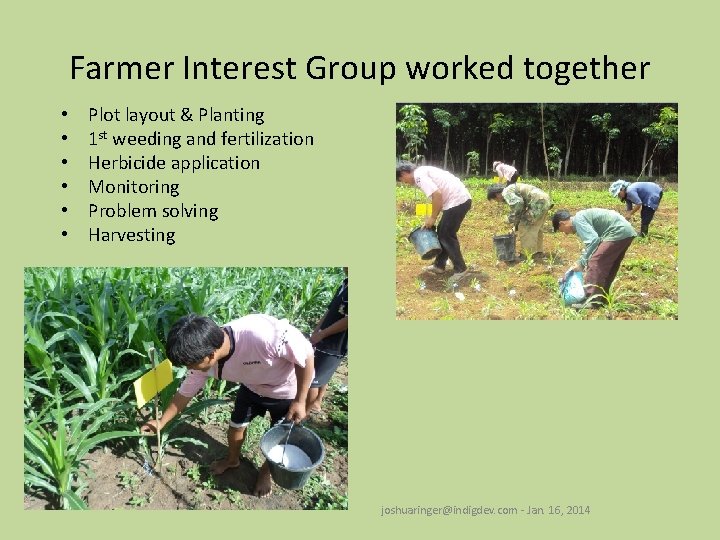 Farmer Interest Group worked together • • • Plot layout & Planting 1 st
