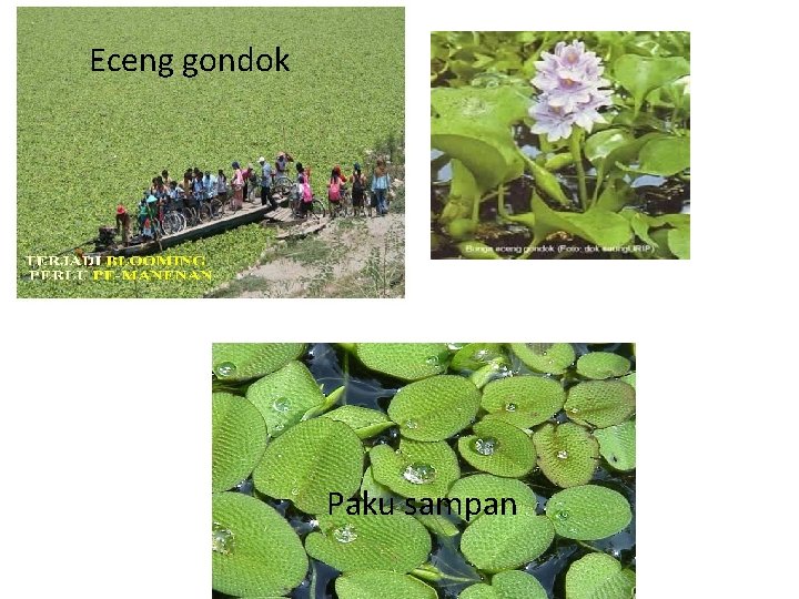 Eceng gondok Paku sampan 