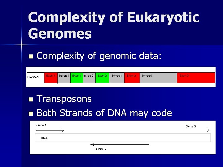 Complexity of Eukaryotic Genomes n Complexity of genomic data: Transposons n Both Strands of