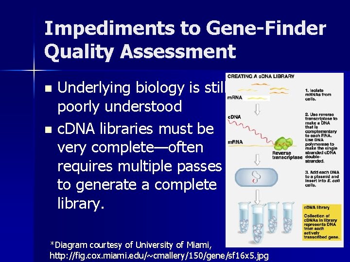 Impediments to Gene-Finder Quality Assessment Underlying biology is still poorly understood n c. DNA