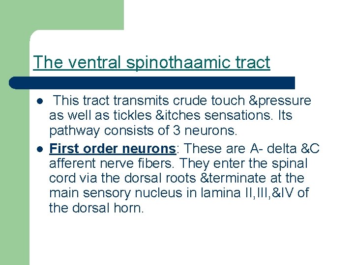 The ventral spinothaamic tract l l This tract transmits crude touch &pressure as well