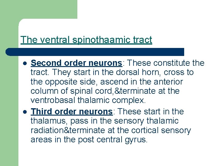 The ventral spinothaamic tract l l Second order neurons: These constitute the tract. They