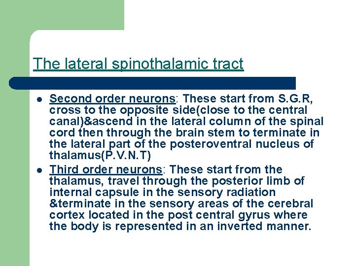 The lateral spinothalamic tract l l Second order neurons: These start from S. G.