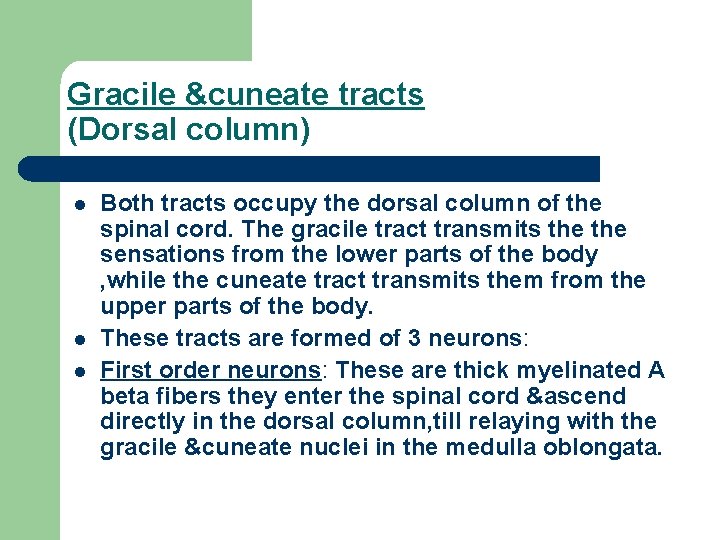 Gracile &cuneate tracts (Dorsal column) l l l Both tracts occupy the dorsal column