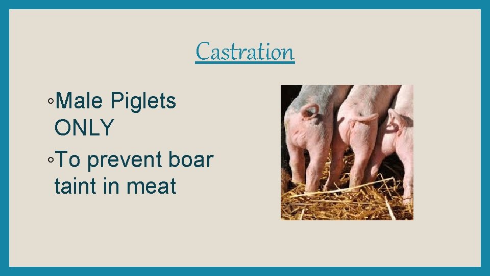 Castration ◦Male Piglets ONLY ◦To prevent boar taint in meat 