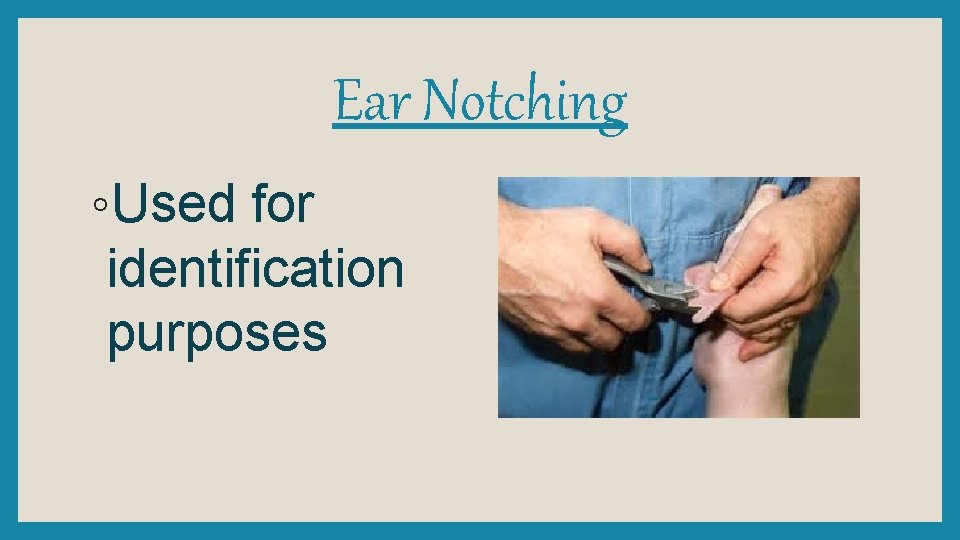 Ear Notching ◦Used for identification purposes 