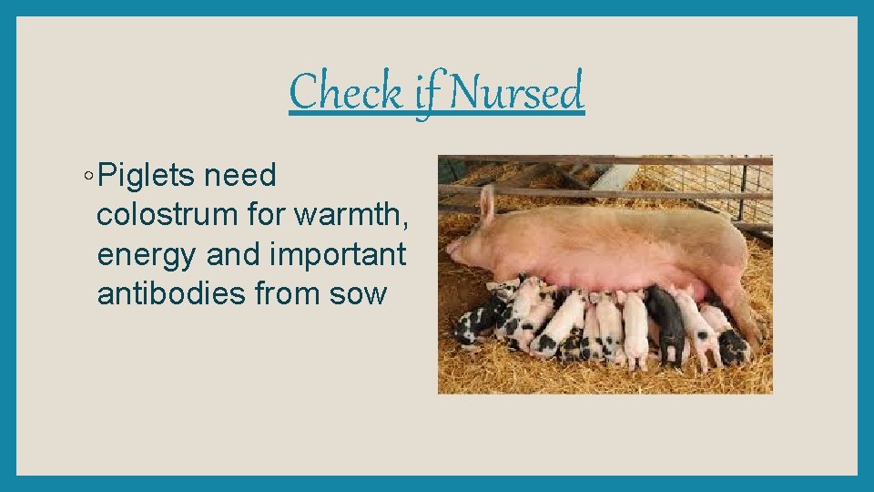 Check if Nursed ◦ Piglets need colostrum for warmth, energy and important antibodies from