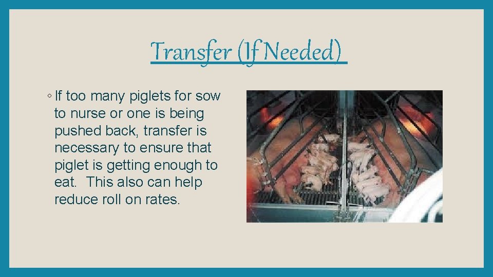 Transfer (If Needed) ◦ If too many piglets for sow to nurse or one