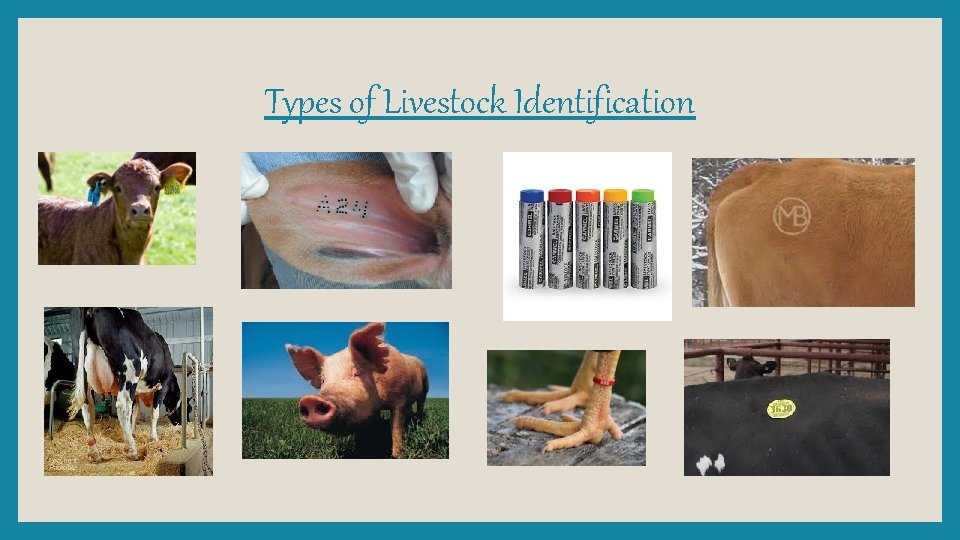Types of Livestock Identification 