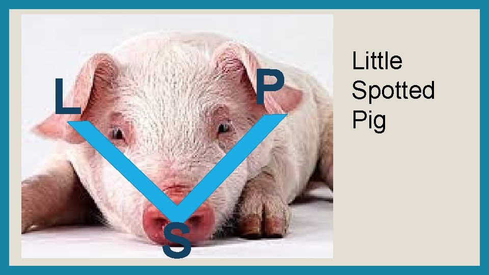 P L S Little Spotted Pig 