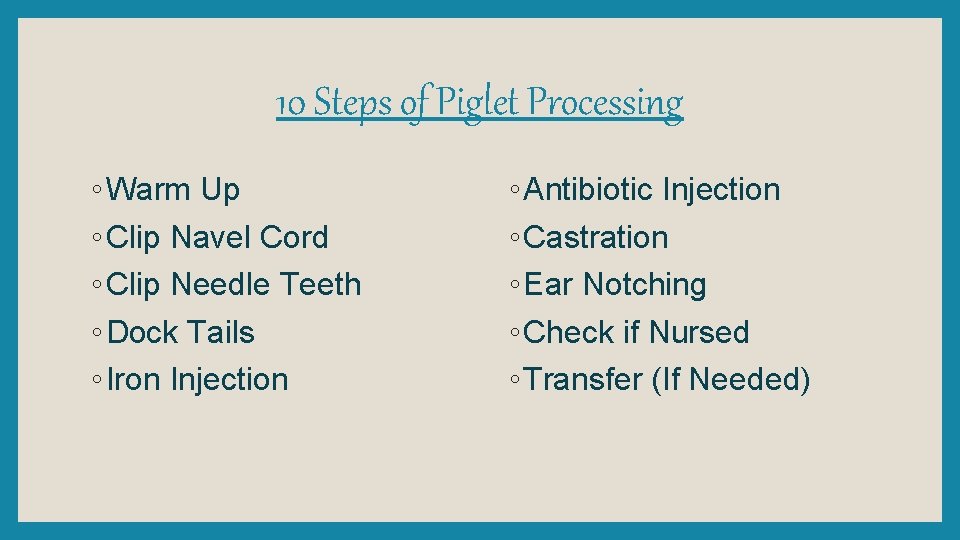 10 Steps of Piglet Processing ◦ Warm Up ◦ Clip Navel Cord ◦ Clip