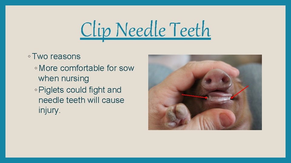 Clip Needle Teeth ◦ Two reasons ◦ More comfortable for sow when nursing ◦