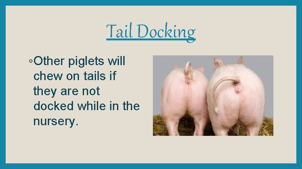 Tail Docking ◦Other piglets will chew on tails if they are not docked while