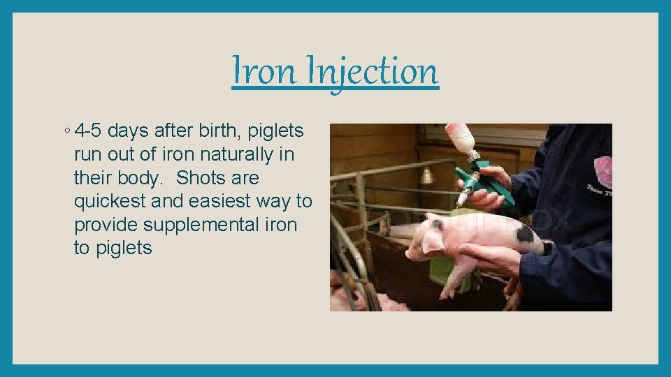Iron Injection ◦ 4 -5 days after birth, piglets run out of iron naturally