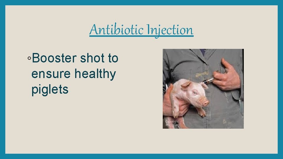 Antibiotic Injection ◦Booster shot to ensure healthy piglets 