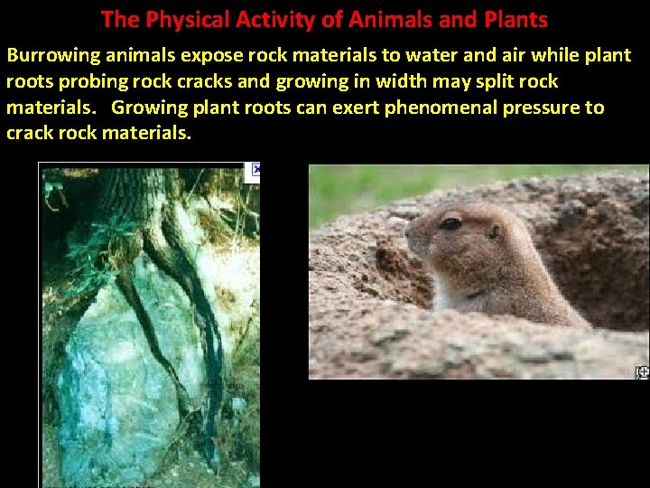 The Physical Activity of Animals and Plants Burrowing animals expose rock materials to water