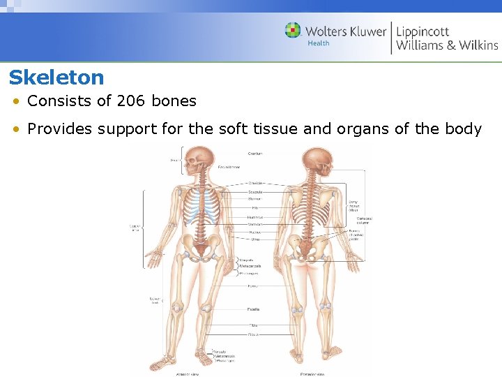 Skeleton • Consists of 206 bones • Provides support for the soft tissue and
