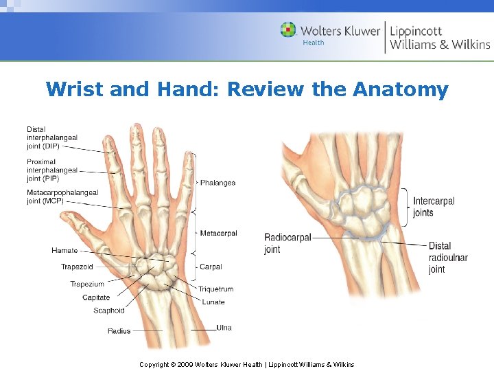 Wrist and Hand: Review the Anatomy Copyright © 2009 Wolters Kluwer Health | Lippincott