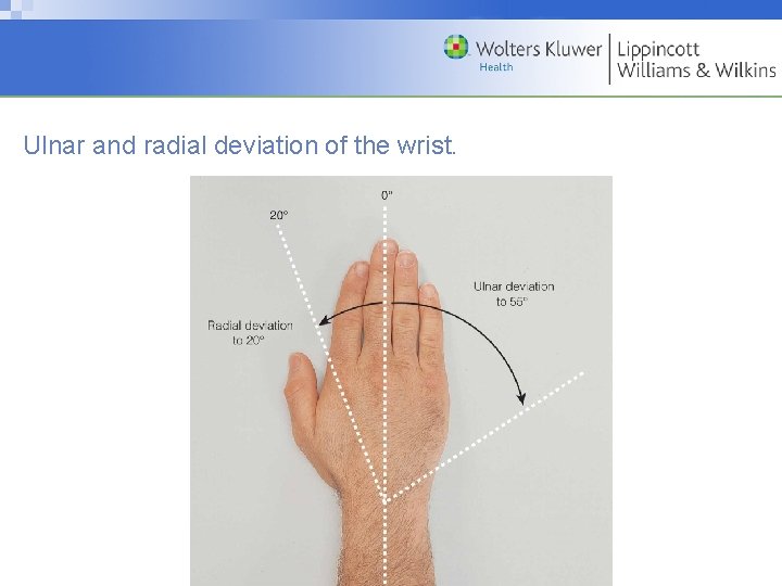 Ulnar and radial deviation of the wrist. Copyright © 2009 Wolters Kluwer Health |