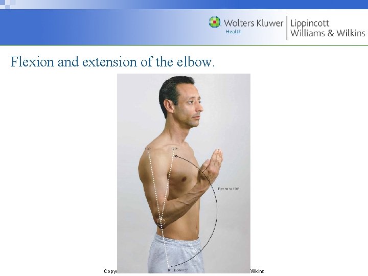 Flexion and extension of the elbow. Copyright © 2009 Wolters Kluwer Health | Lippincott